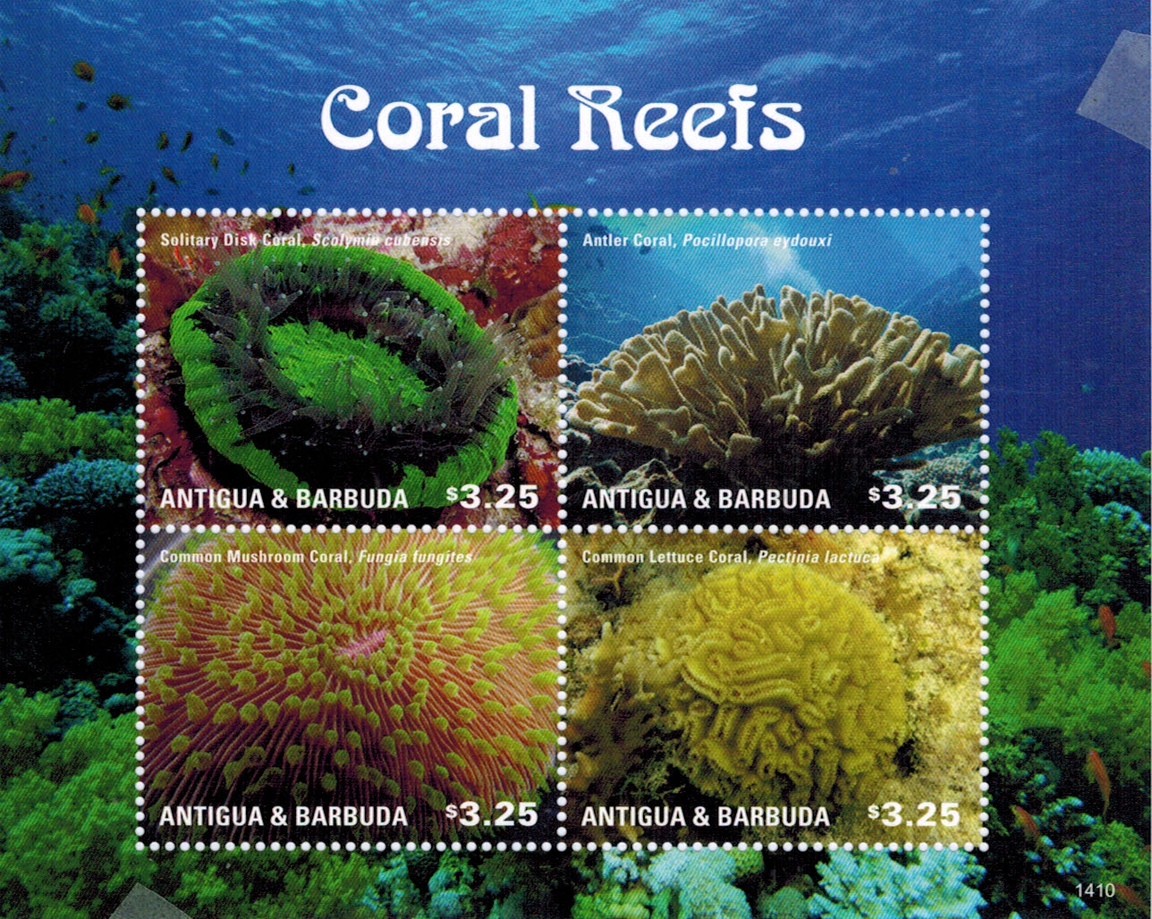 Coral group
